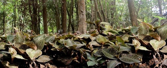 <a href=http://m.ffscl.cn/wiki.html target='_blank'>金線蓮功效</a>