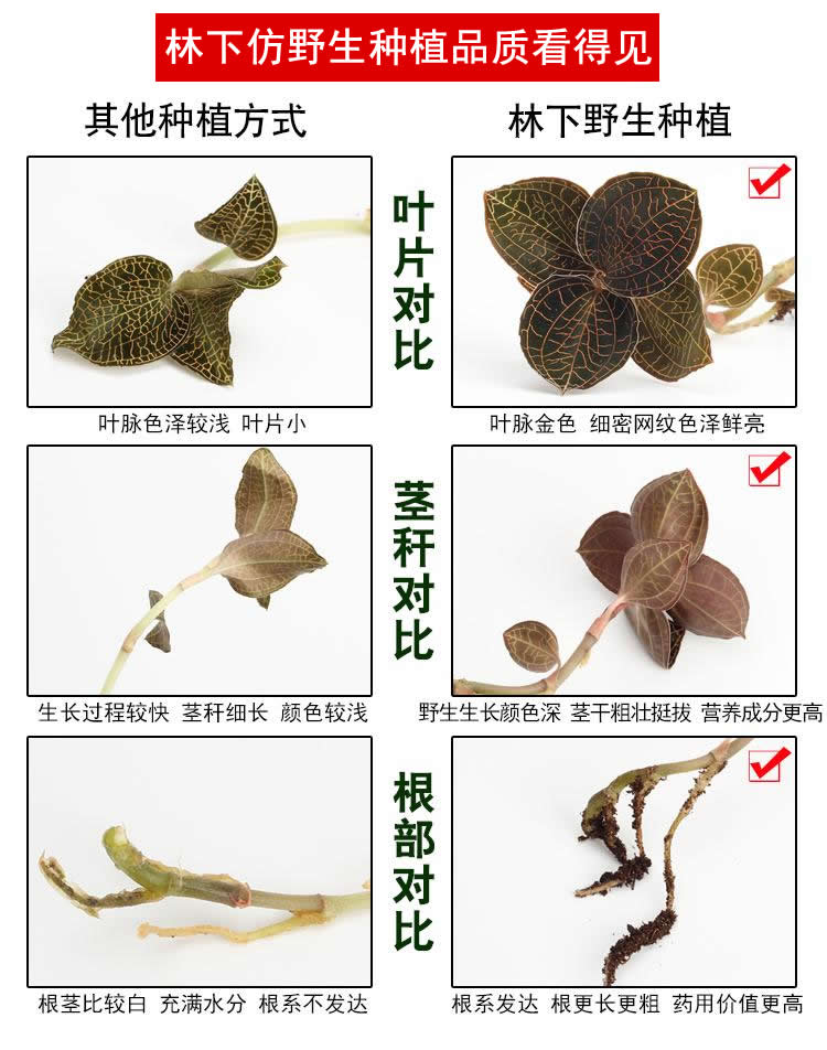 <a href=http://m.ffscl.cn/ target='_blank'>金線蓮</a>林下種植