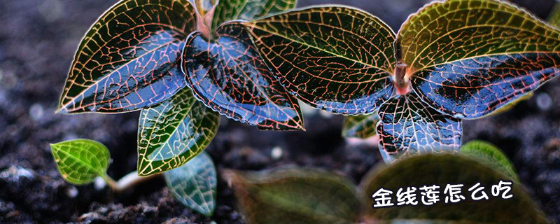 <a href=http://m.ffscl.cn/ target='_blank'>金線蓮</a>怎么吃