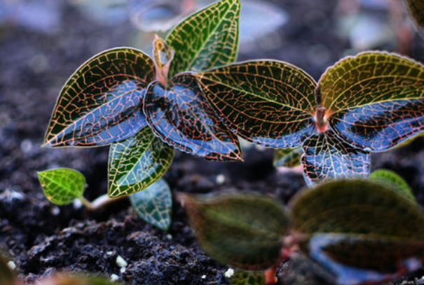 <a href=http://m.ffscl.cn/ target='_blank'>金線蓮</a>可以當(dāng)之無愧地稱為“珍品”，很多人的煲湯首選