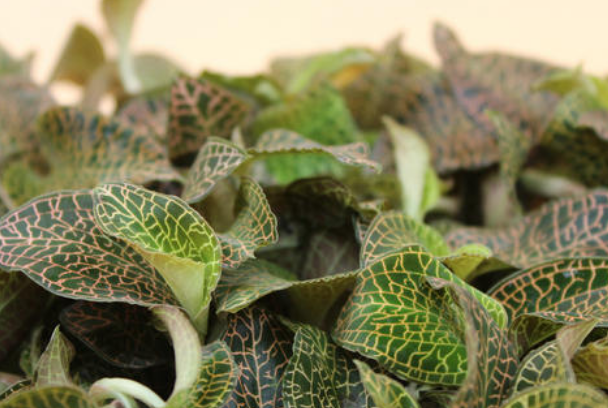 <a href=http://m.ffscl.cn/ target='_blank'>金線蓮</a>可以當(dāng)之無愧地稱為“珍品”，很多人的煲湯首選