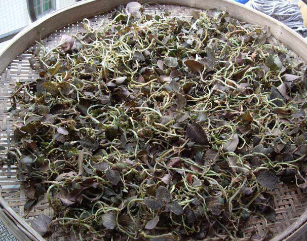 金線蓮可以當(dāng)之無愧地稱為“珍品”，很多人的煲湯首選