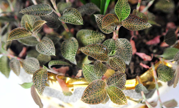 金線蓮市場三大常見欺詐，消費者需謹(jǐn)慎！