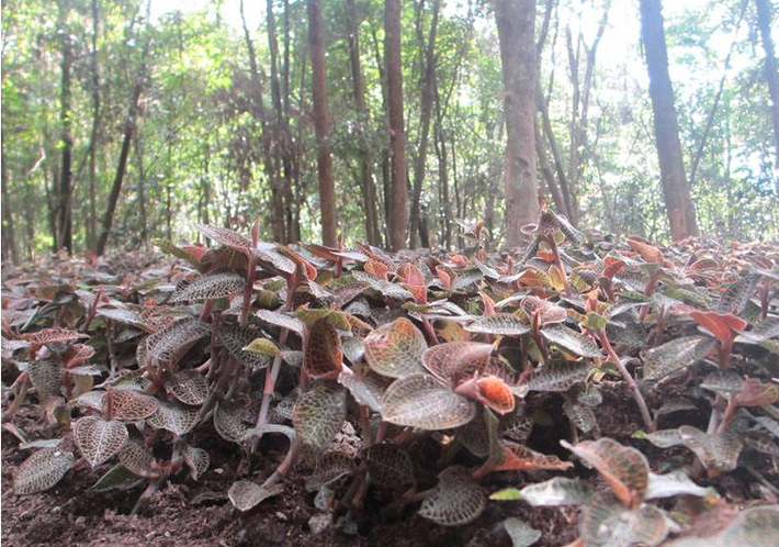 金線蓮市場三大常見欺詐，消費者需謹(jǐn)慎！