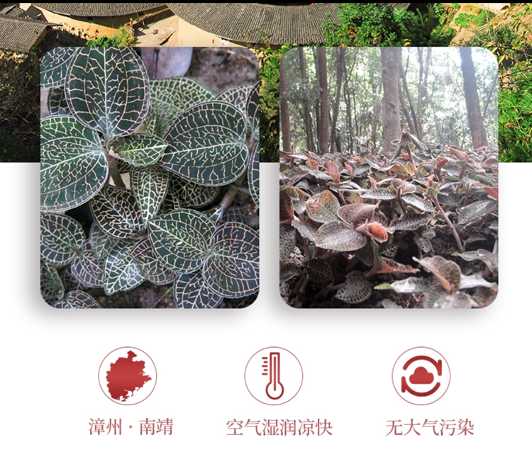 <a href=http://m.ffscl.cn/ target='_blank'>金線蓮</a>干品 50克10管 禮盒裝